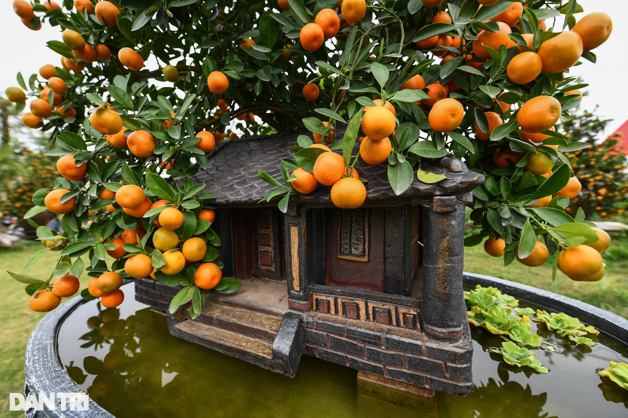 Quất bonsai trăm triệu khoe dáng bày bán tại thủ phủ trồng quất Tứ Liên - 12