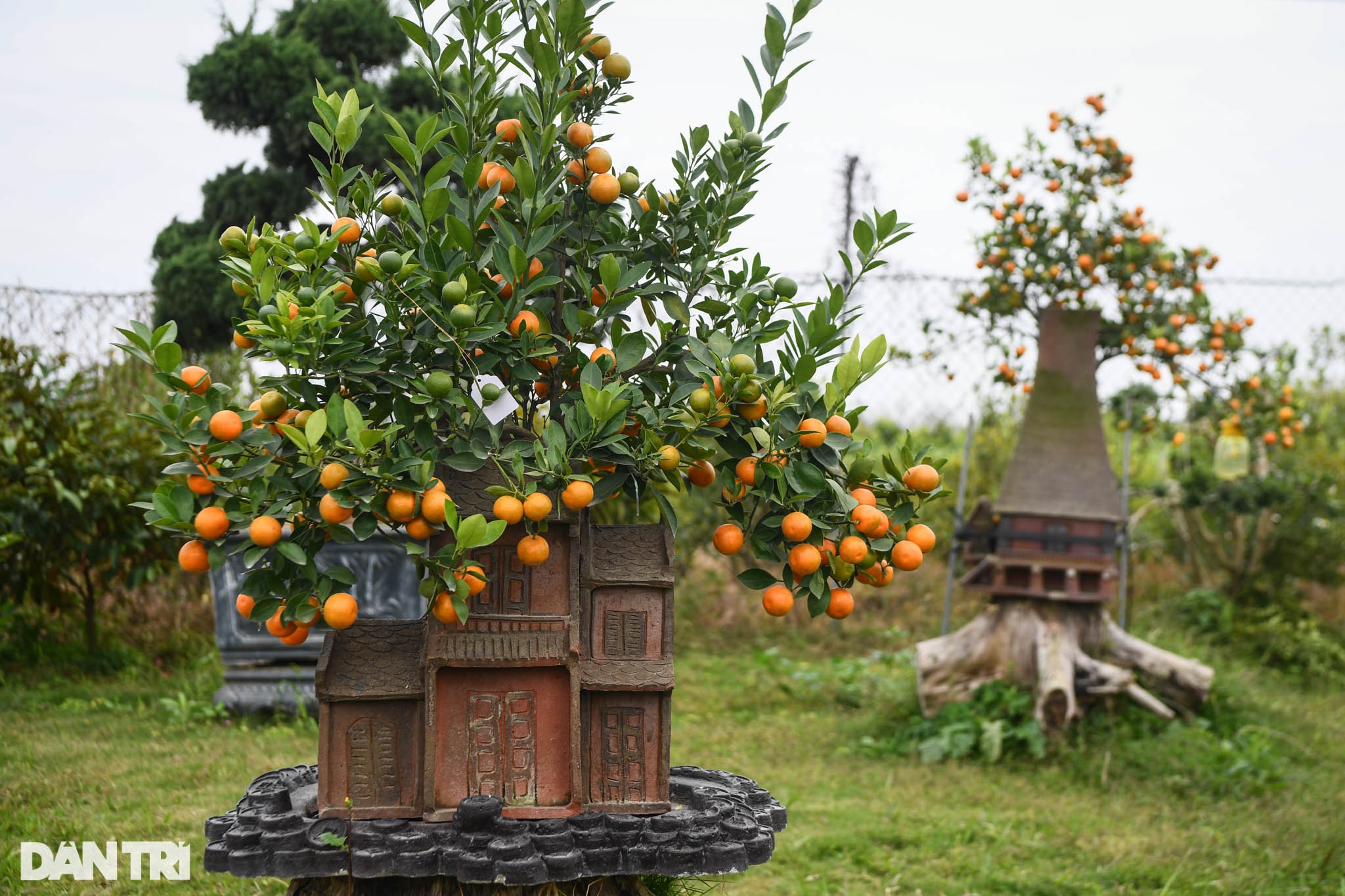 Quất bonsai trăm triệu khoe dáng bày bán tại thủ phủ trồng quất Tứ Liên - 13