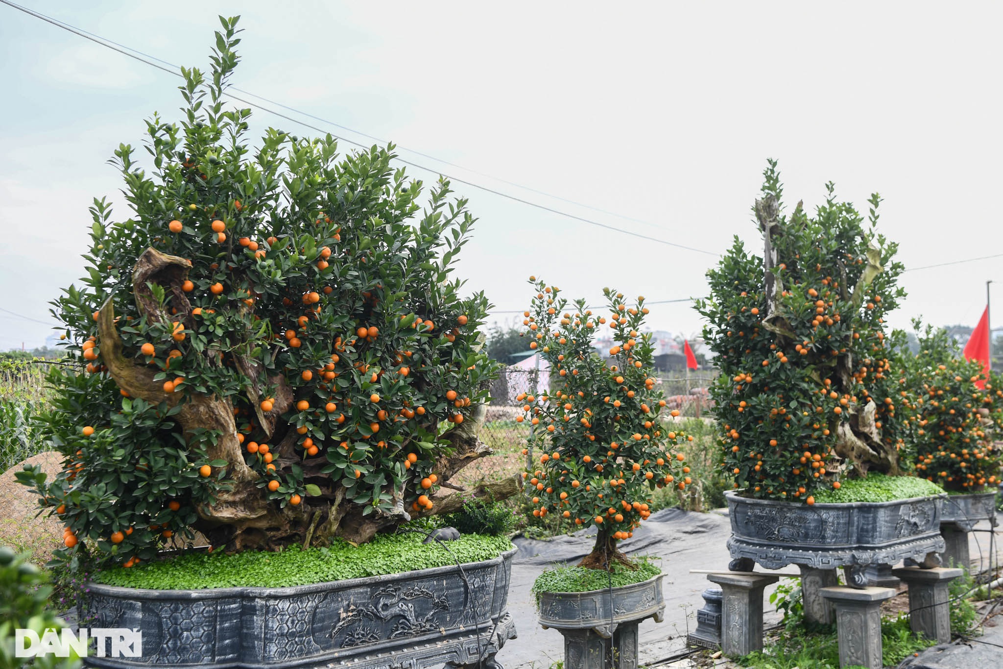 Quất bonsai trăm triệu khoe dáng bày bán tại thủ phủ trồng quất Tứ Liên - 9