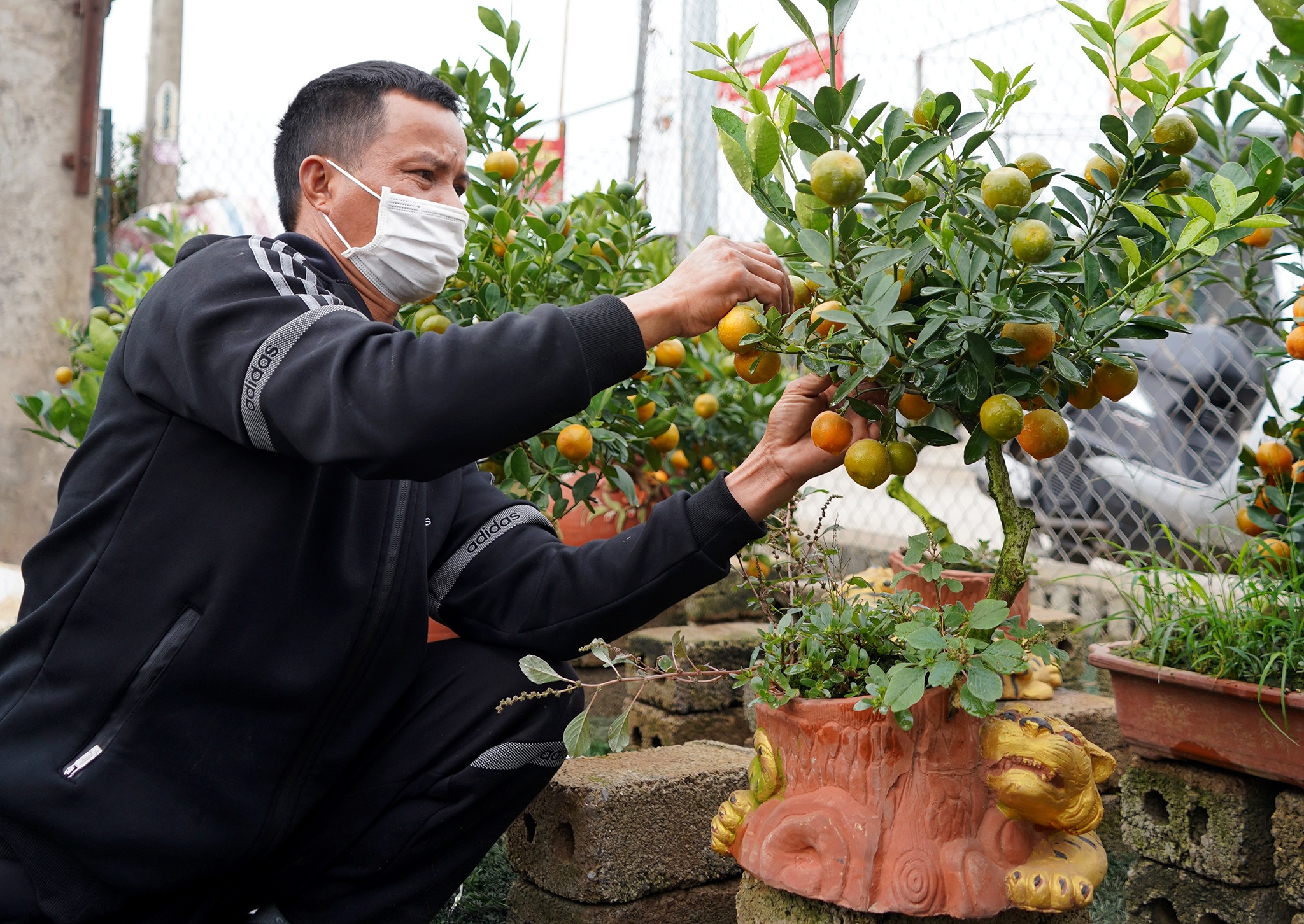 Quất bonsai trăm triệu khoe dáng bày bán tại thủ phủ trồng quất Tứ Liên - 5
