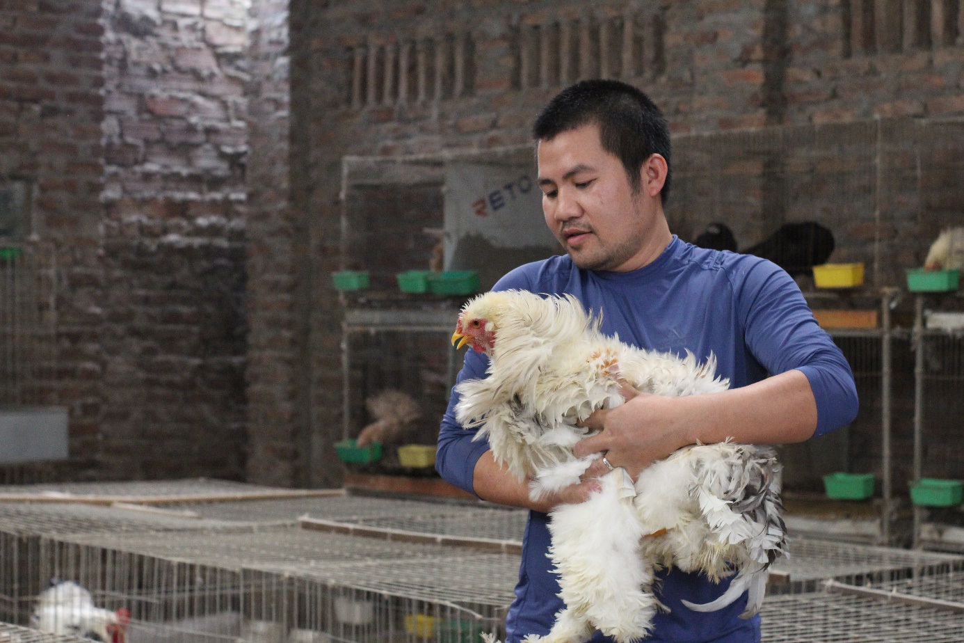 Những giống gà cảnh hàng độc, giá chát vẫn được săn lùng dịp Tết - 3