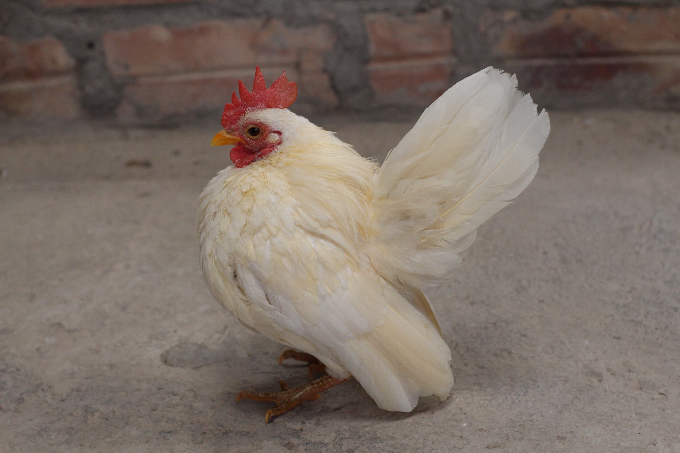 Những giống gà cảnh hàng độc, giá chát vẫn được săn lùng dịp Tết - 4