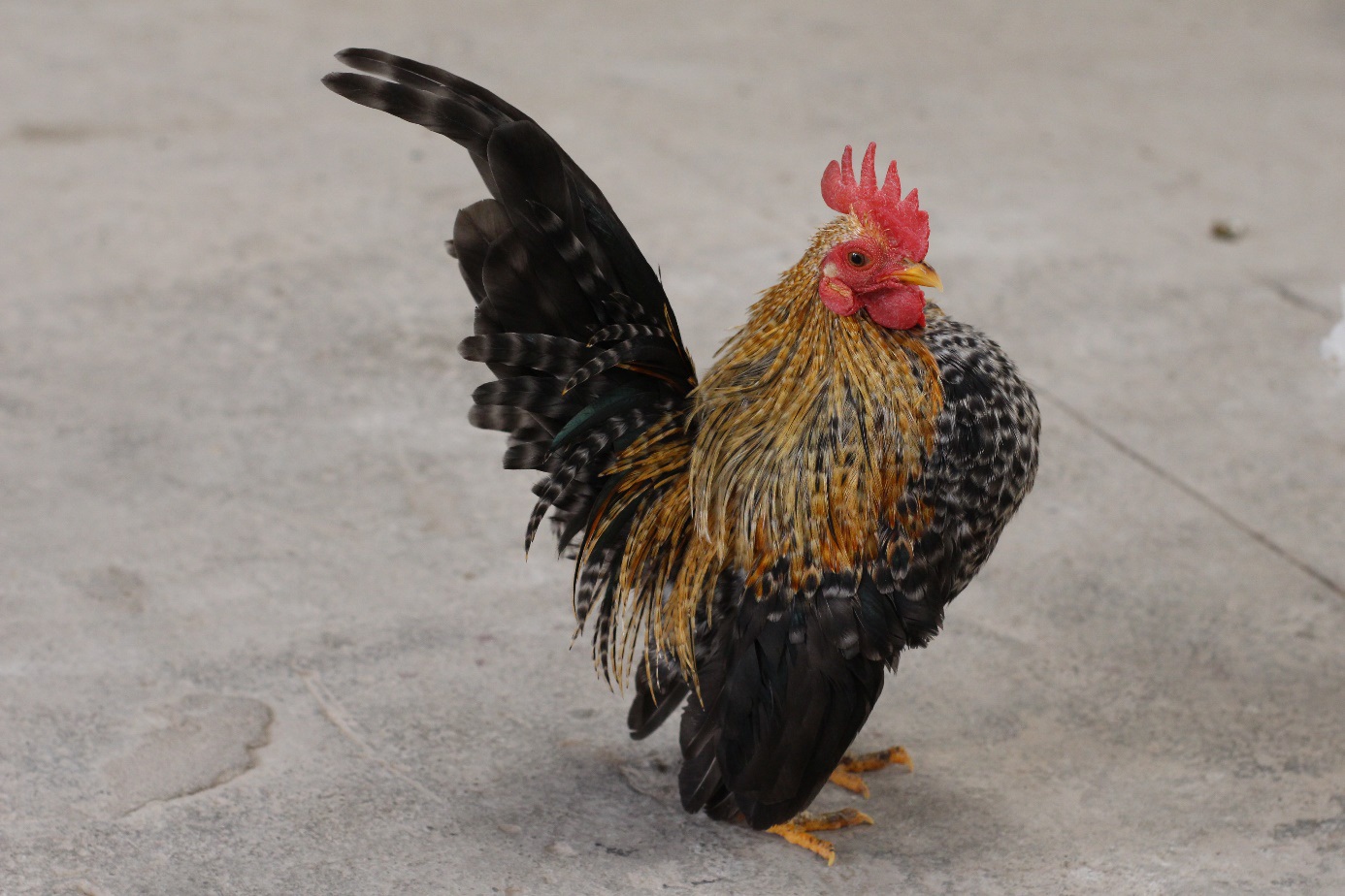 Những giống gà cảnh hàng độc, giá chát vẫn được săn lùng dịp Tết - 5