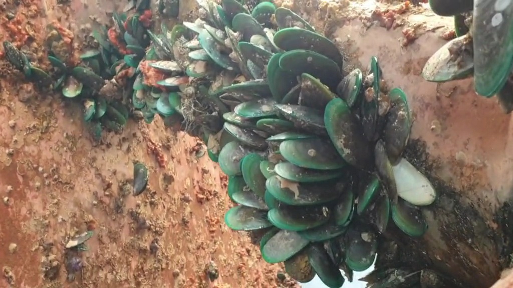 Sởn gai ốc cảnh khai thác loại hải sản xanh ngọc lạ mắt dưới đáy tàu - 2