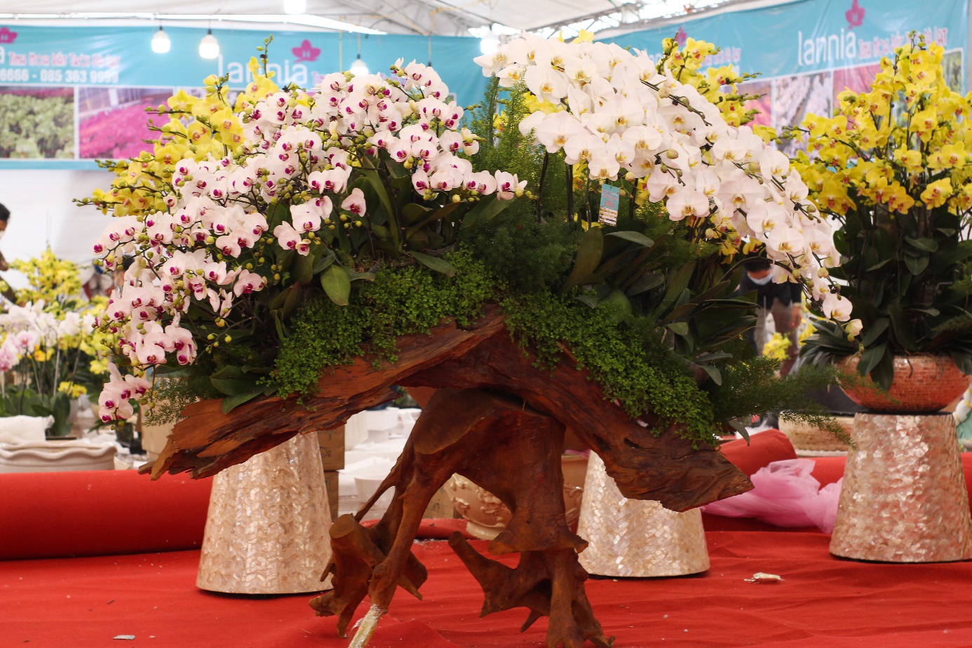 Vượt 300km xuống Thủ đô cắm hoa lan vụ Tết, bỏ túi tiền triệu mỗi ngày - 8