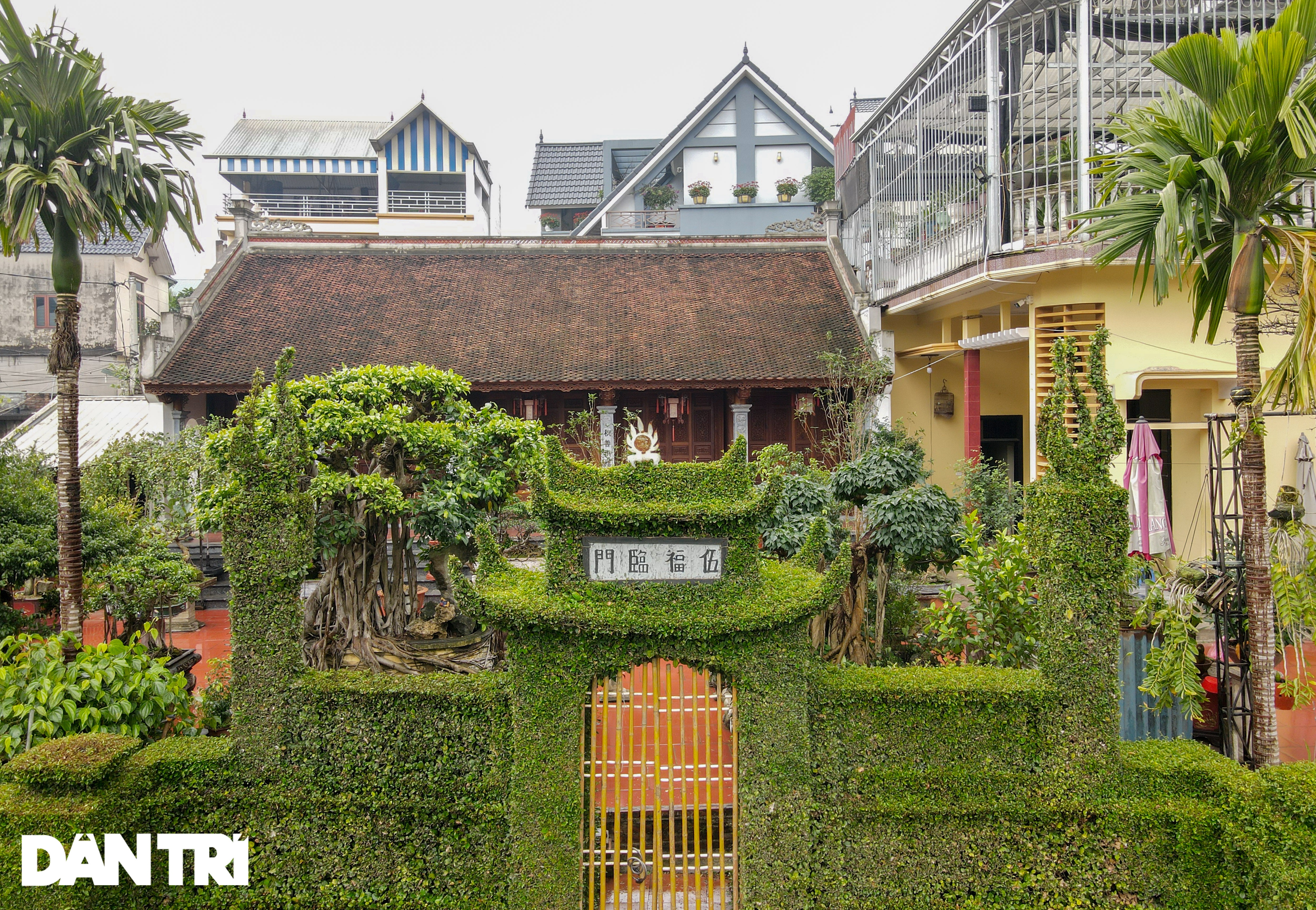 Căn nhà có hàng rào bằng cây ô rô tạo tác 30 năm độc nhất ở Hà Nội - 2