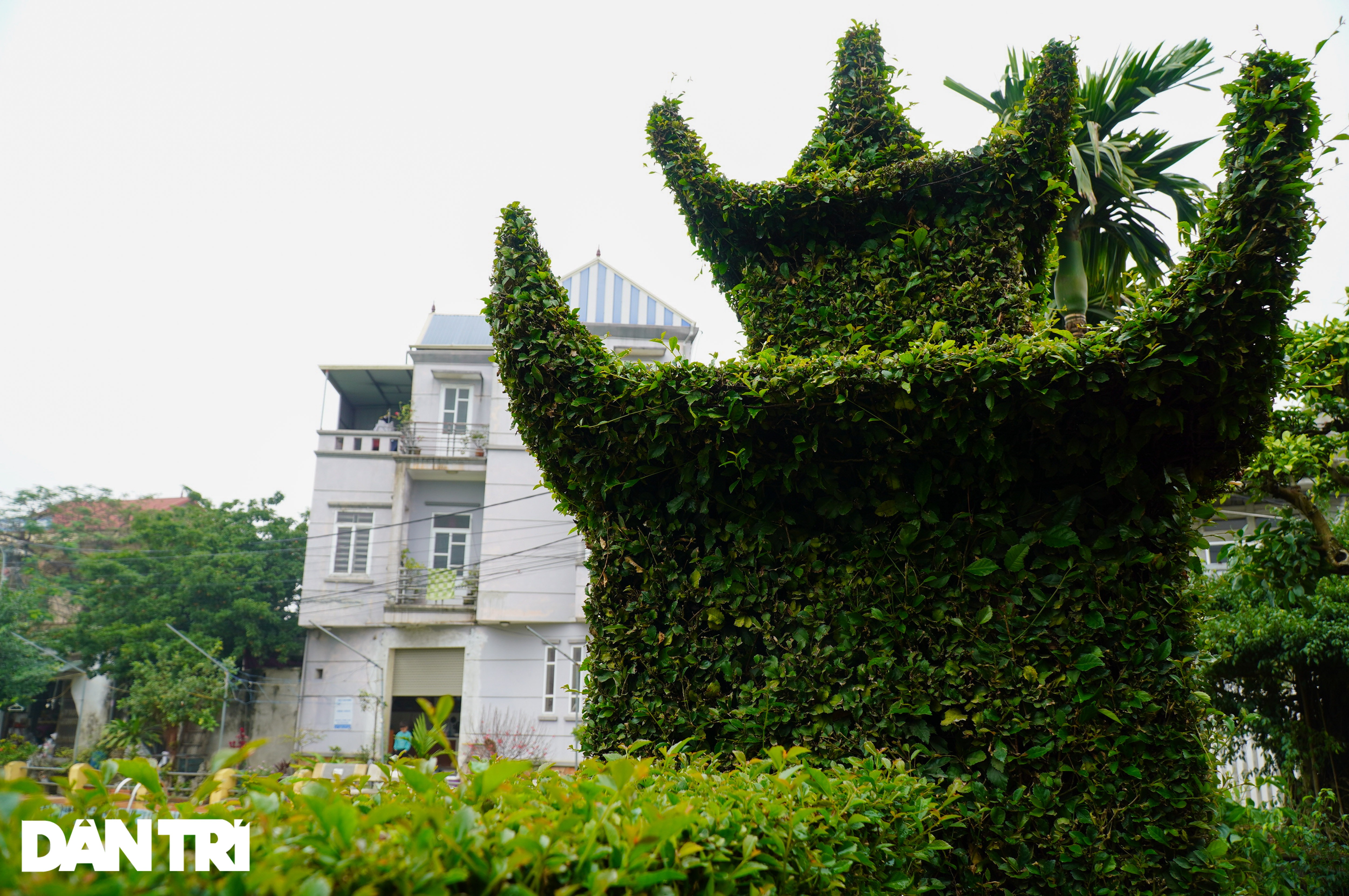 Căn nhà có hàng rào bằng cây ô rô tạo tác 30 năm độc nhất ở Hà Nội - 3