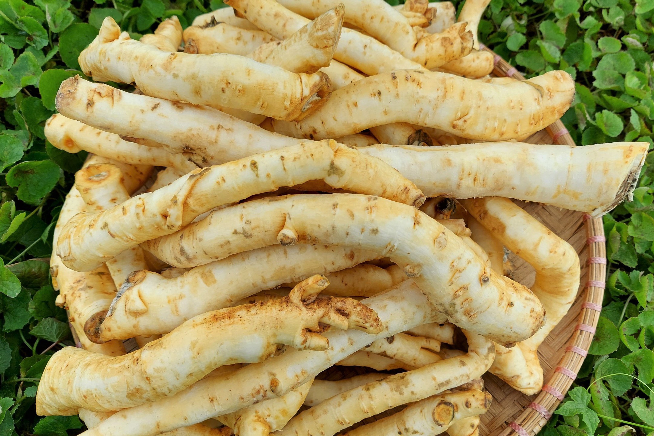 Làm mứt từ nhân sâm người nghèo bán mỏi tay ngày giáp Tết - 3