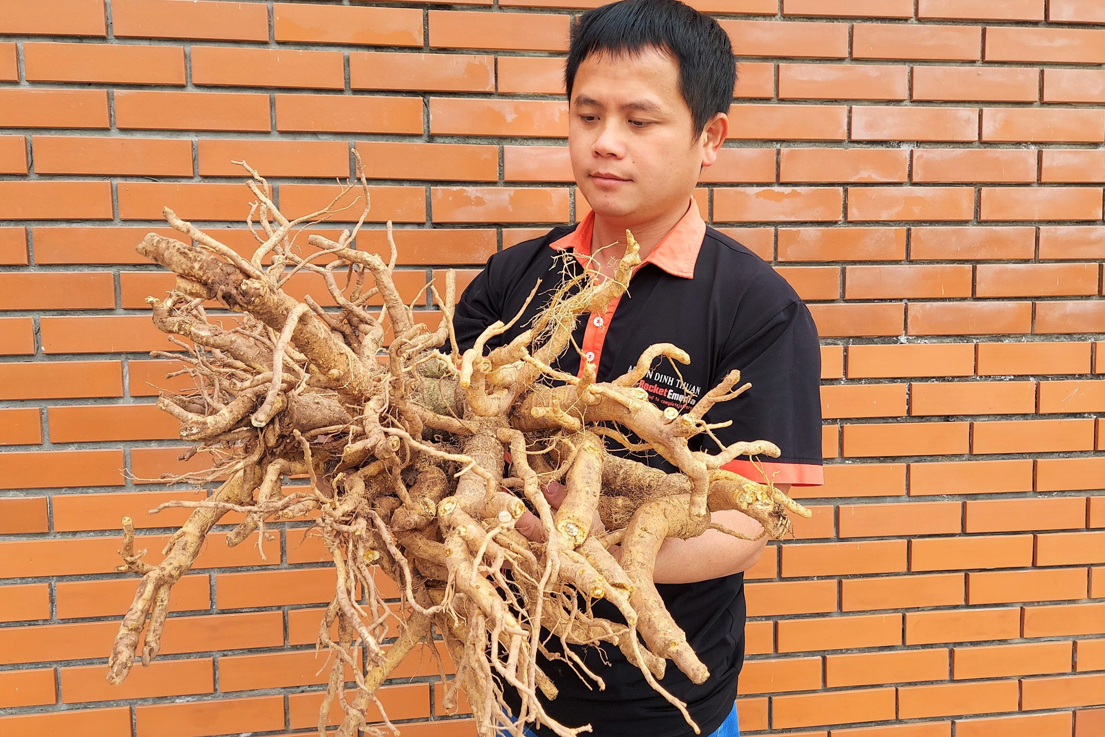 Làm mứt từ nhân sâm người nghèo bán mỏi tay ngày giáp Tết - 2