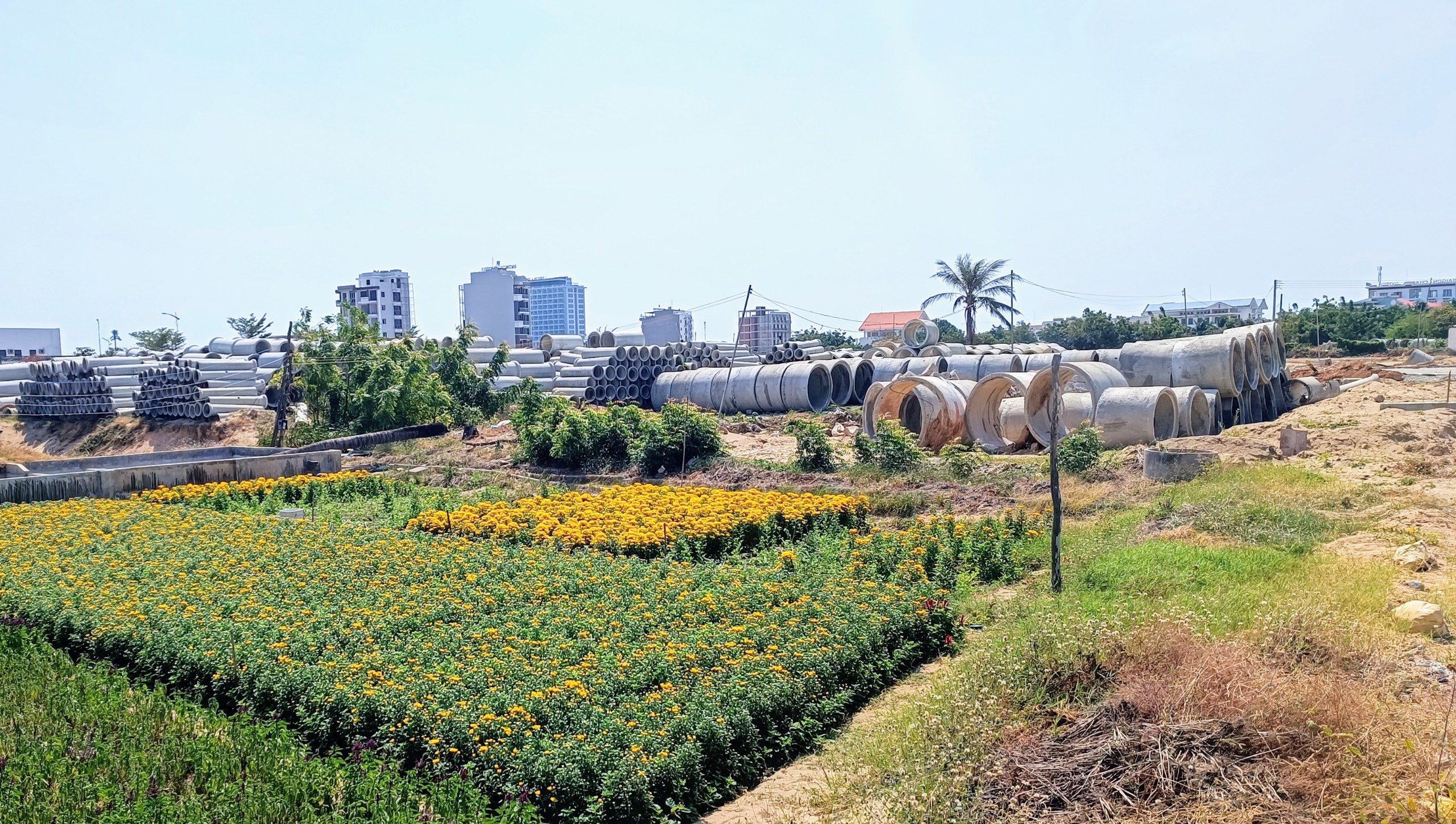 Tết cuối ở làng hoa Mỹ Bình trước khi nhường đất xây khu đô thị - 3