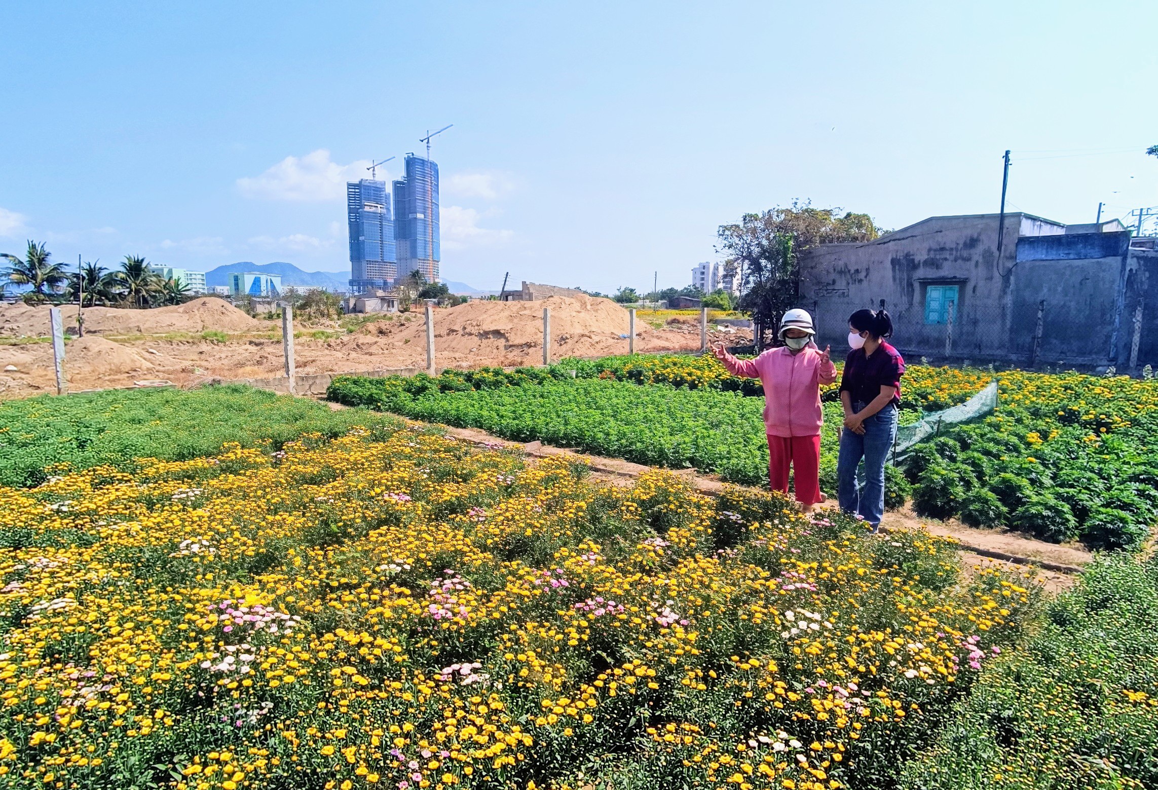 Tết cuối ở làng hoa Mỹ Bình trước khi nhường đất xây khu đô thị - 1