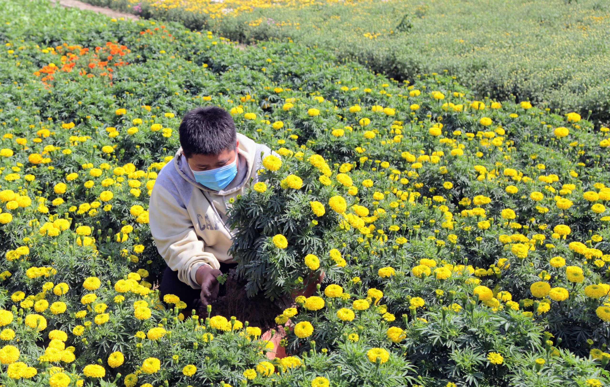 Tết cuối ở làng hoa Mỹ Bình trước khi nhường đất xây khu đô thị - 2