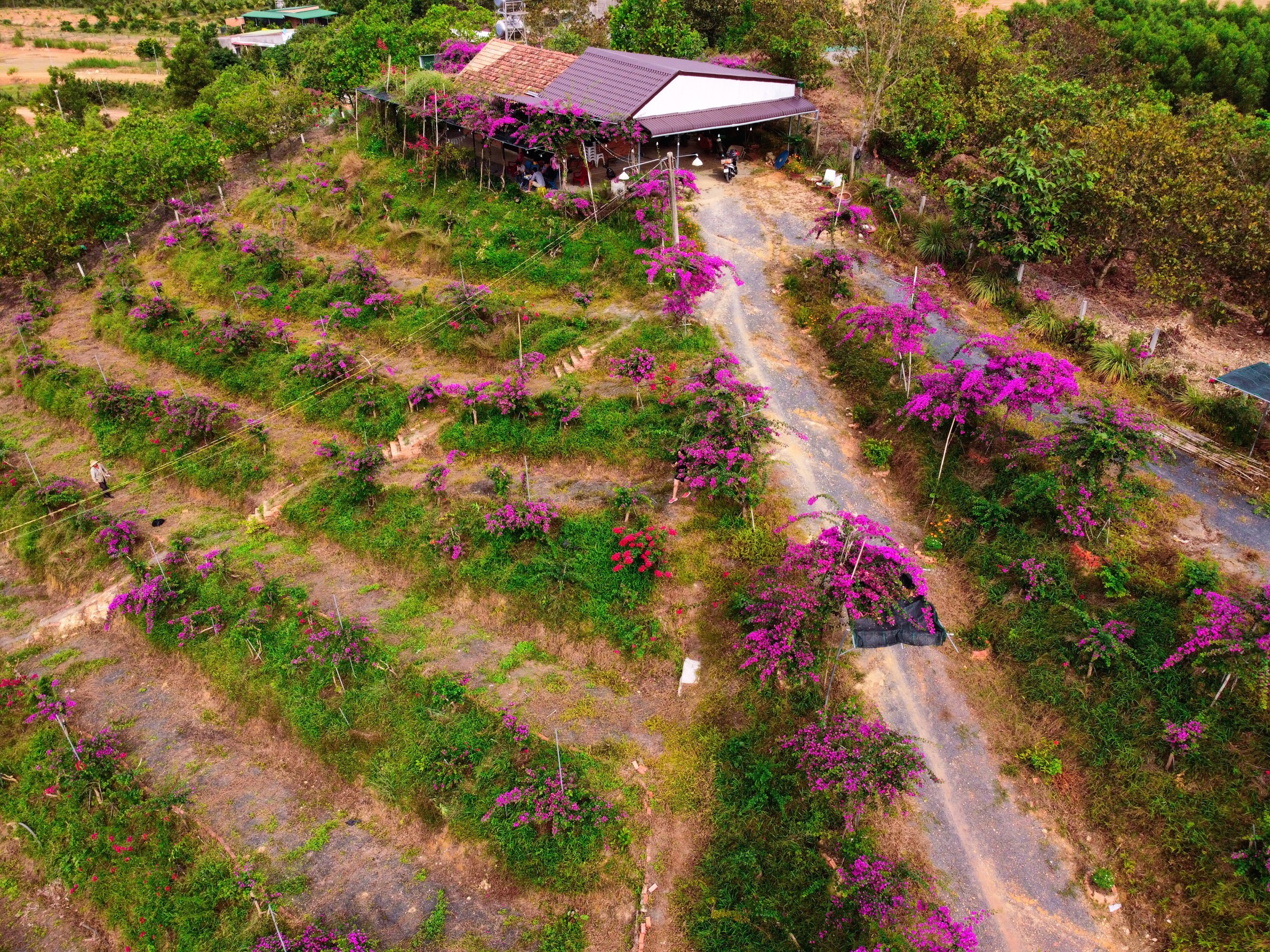 Vợ chồng biến 5500 m2 đất cằn thành khu đồi hoa giấy đẹp như mơ ở Lâm Đồng - 3