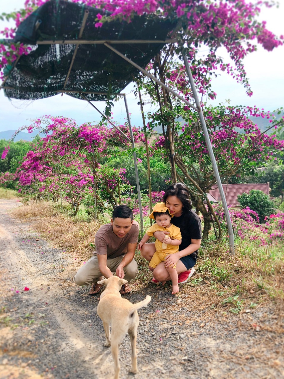 Vợ chồng biến 5500 m2 đất cằn thành khu đồi hoa giấy đẹp như mơ ở Lâm Đồng - 2