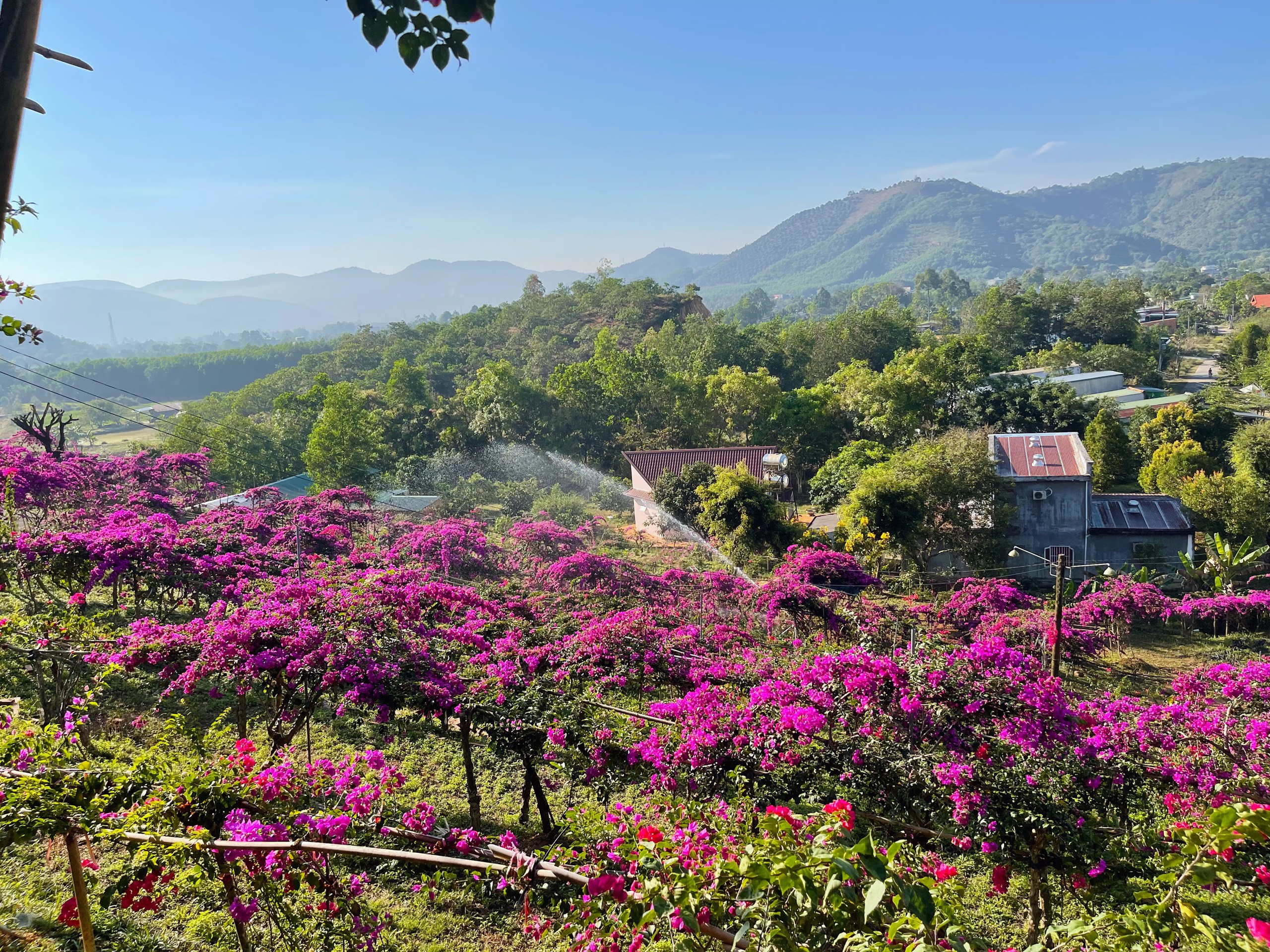 Vợ chồng biến 5500 m2 đất cằn thành khu đồi hoa giấy đẹp như mơ ở Lâm Đồng - 5