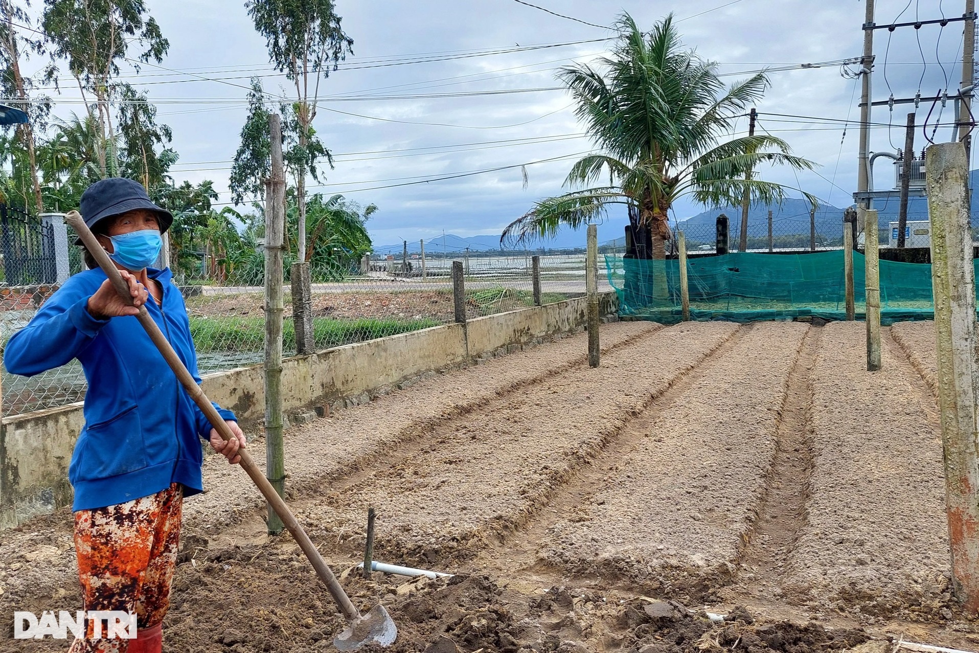 Làng trồng bí đao khổng lồ, quả nặng hơn nửa tạ ở Bình Định - 3