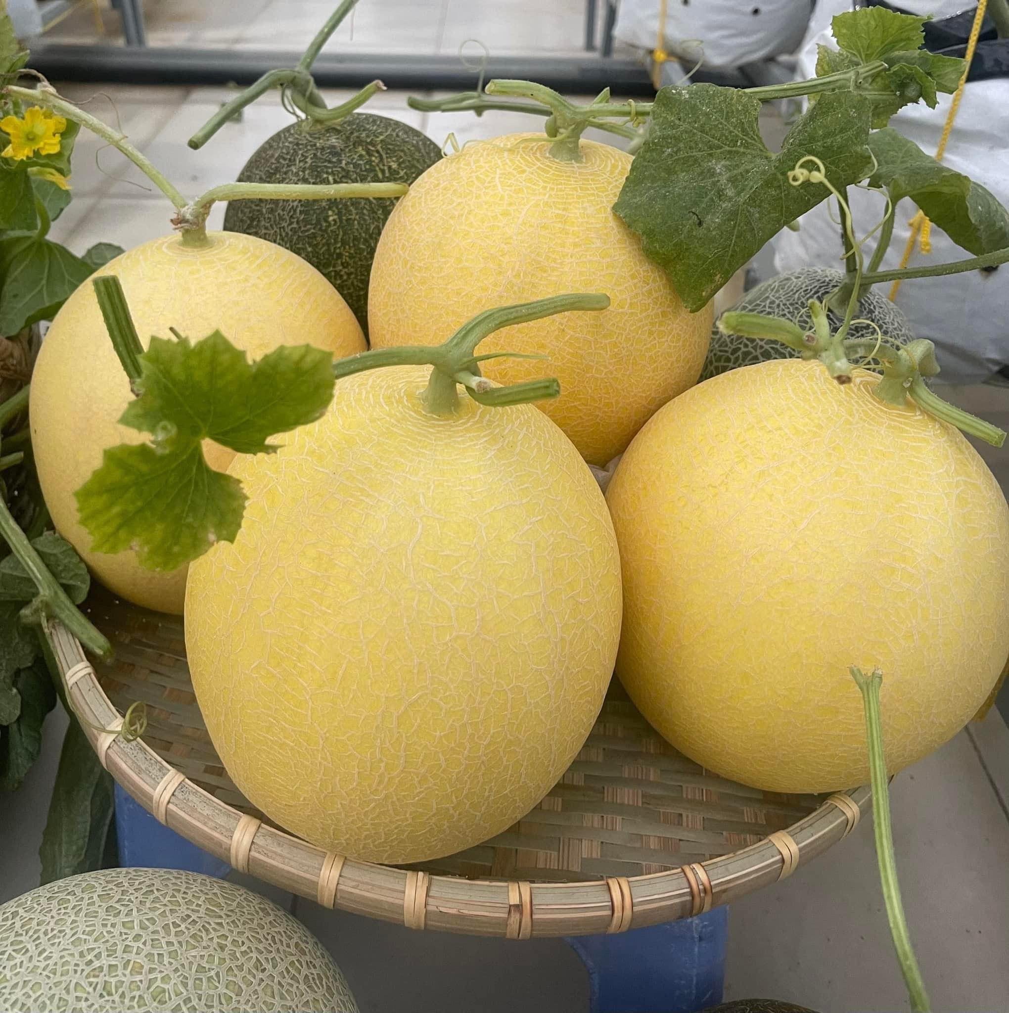 Vườn dưa đón Tết cho thu hoạch hơn một tạ của bà mẹ 3 con ở TPHCM - 7