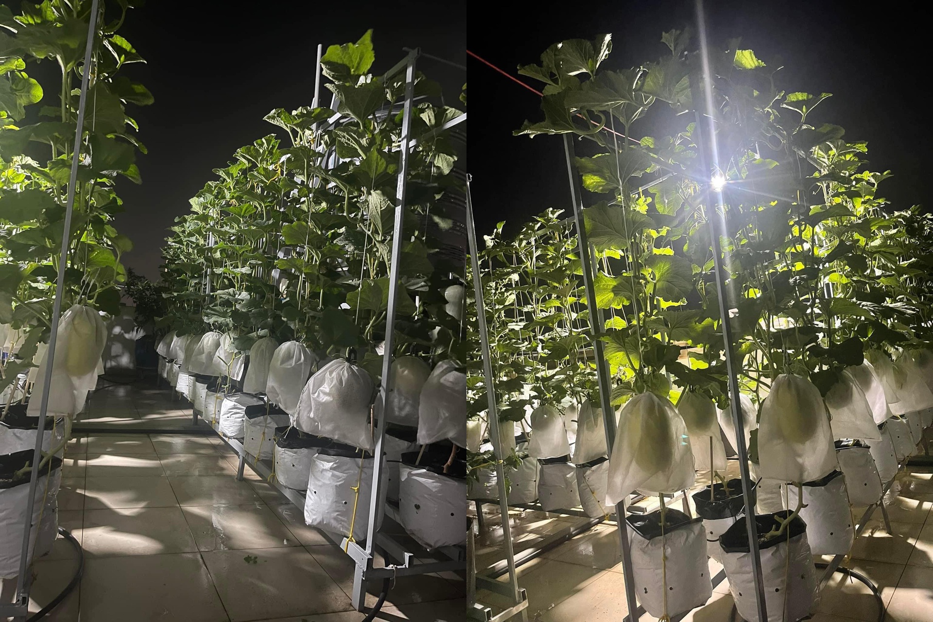 Vườn dưa đón Tết cho thu hoạch hơn một tạ của bà mẹ 3 con ở TPHCM - 6