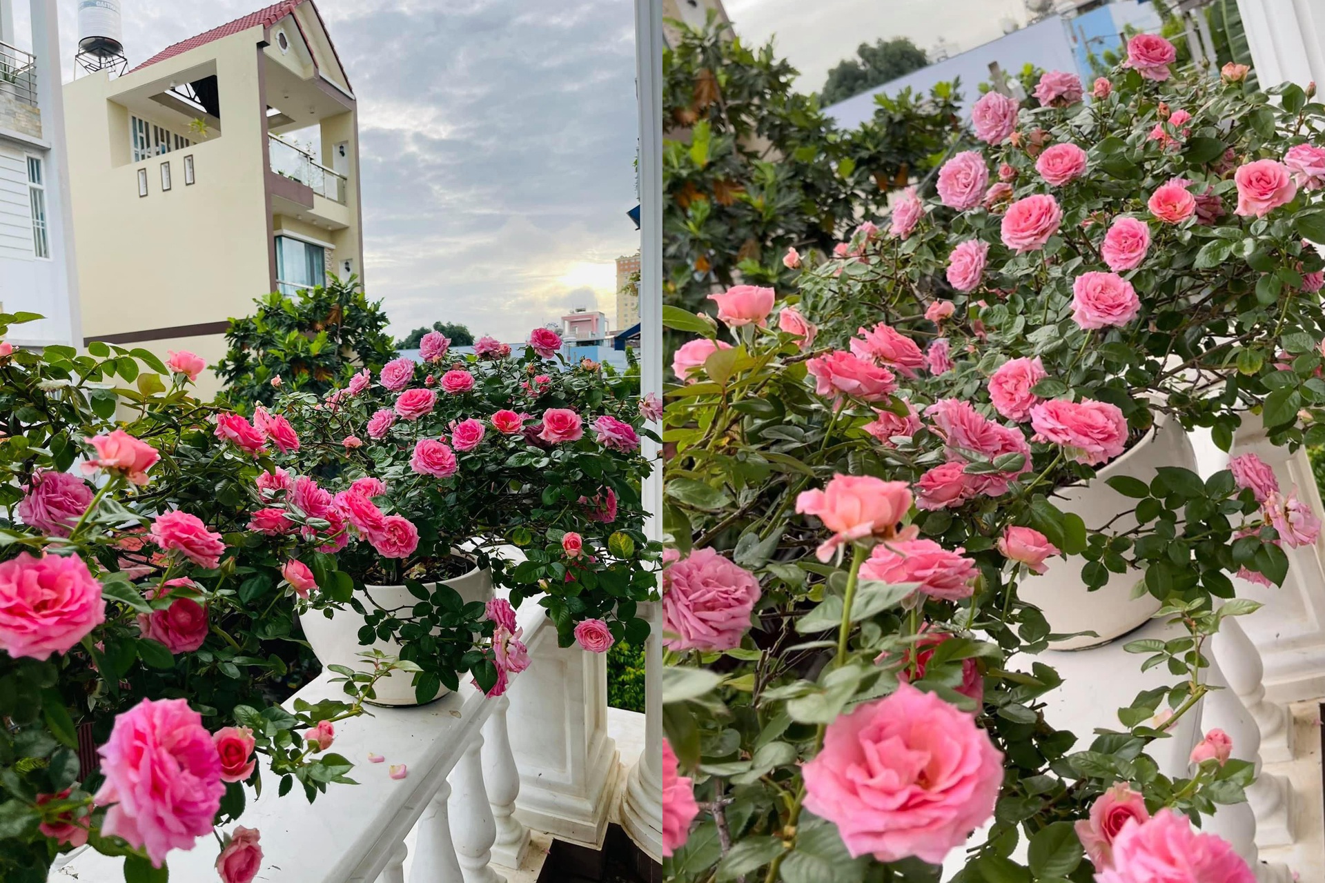 Vườn dưa đón Tết cho thu hoạch hơn một tạ của bà mẹ 3 con ở TPHCM - 9