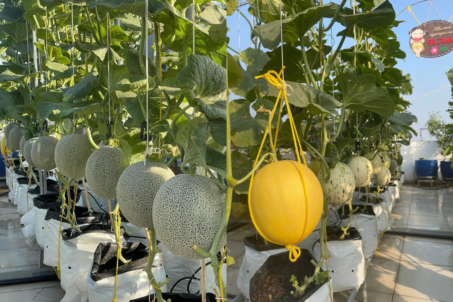 Vườn dưa đón Tết cho thu hoạch hơn một tạ của bà mẹ 3 con ở TPHCM - 5