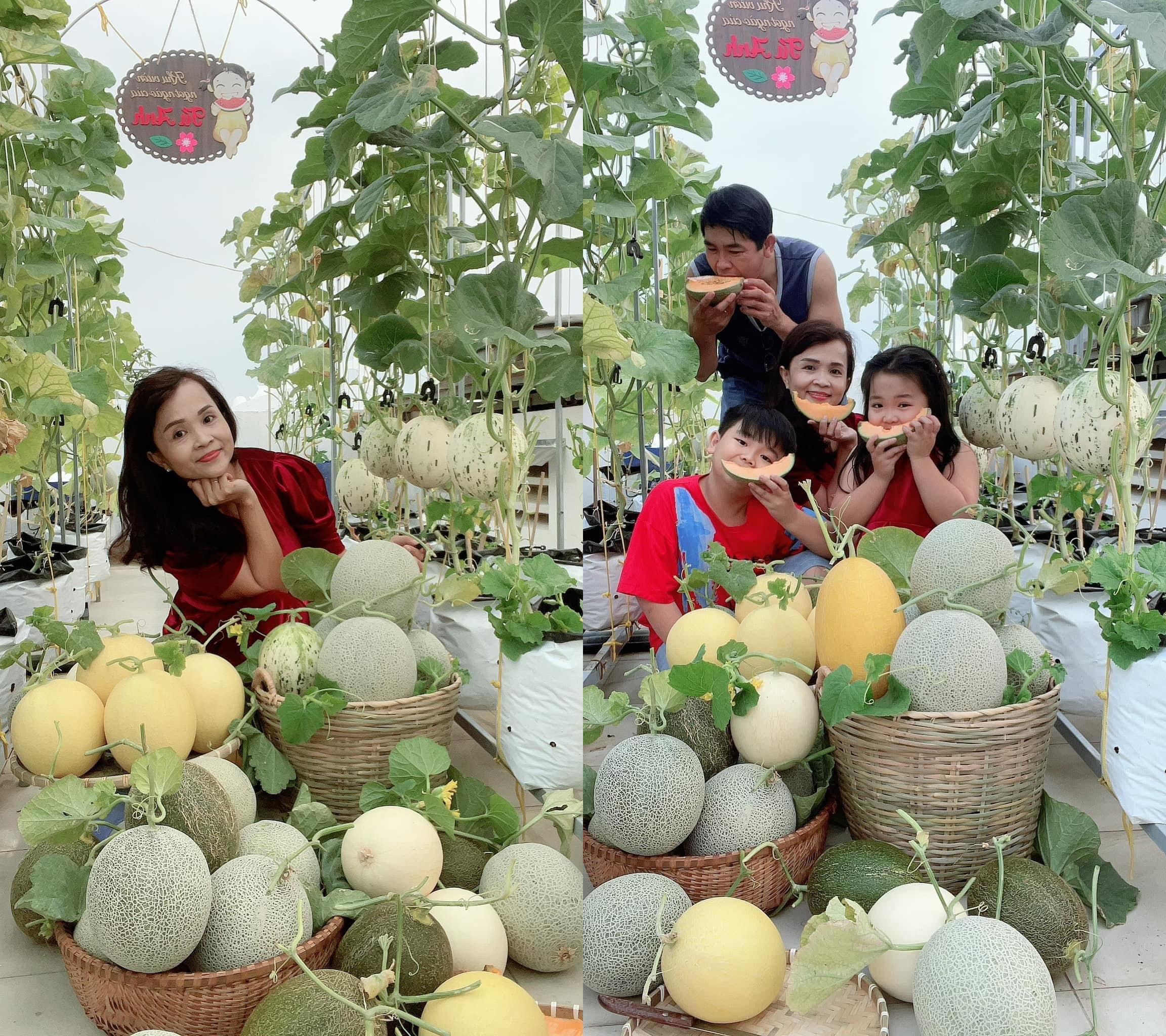 Vườn dưa đón Tết cho thu hoạch hơn một tạ của bà mẹ 3 con ở TPHCM - 1