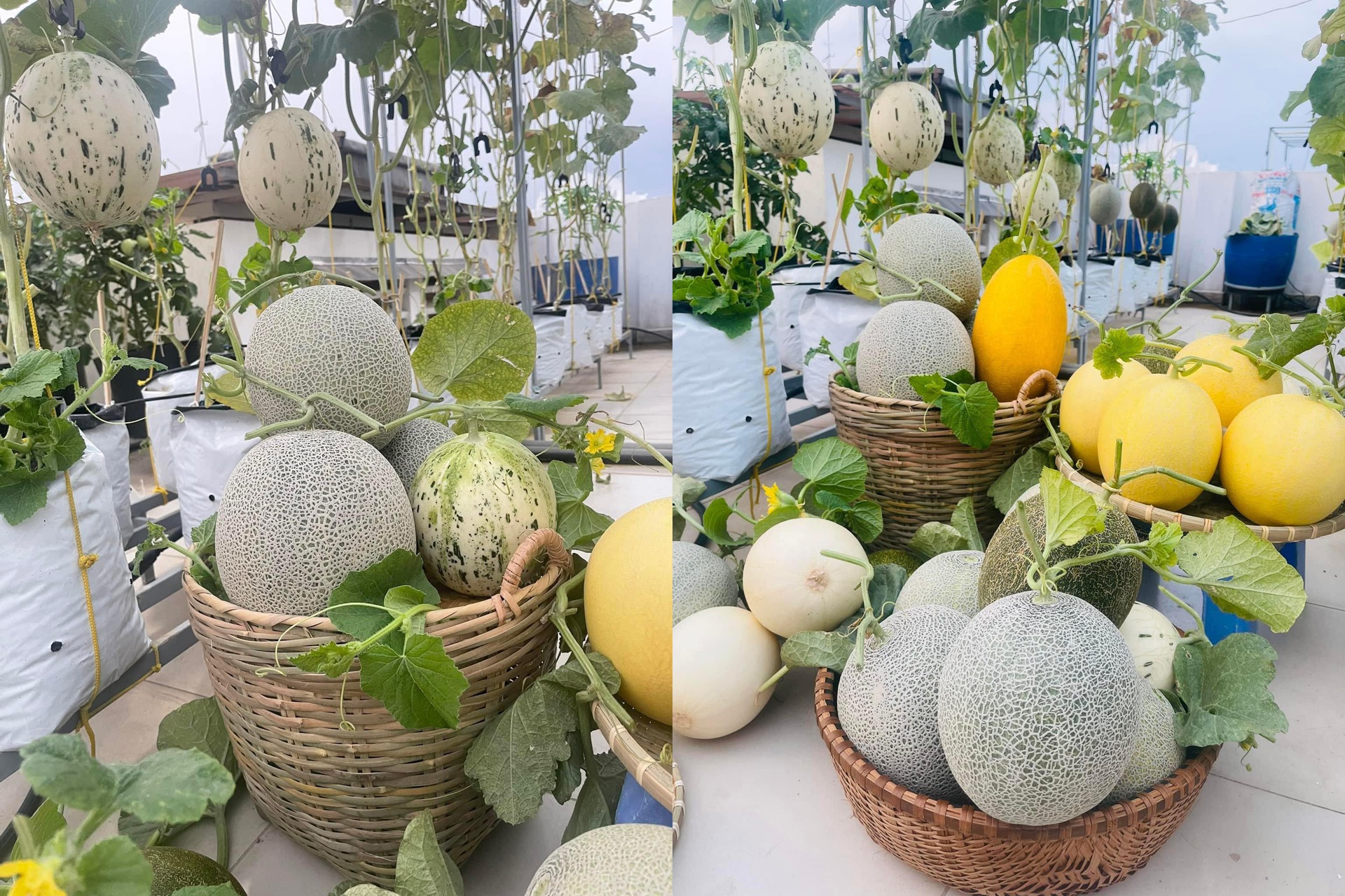 Vườn dưa đón Tết cho thu hoạch hơn một tạ của bà mẹ 3 con ở TPHCM - 3