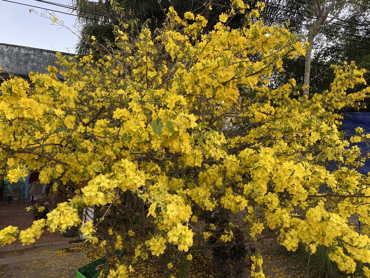 Vườn mai gần 30 năm tuổi vàng rực níu chân khách đến check in dịp Tết - 3