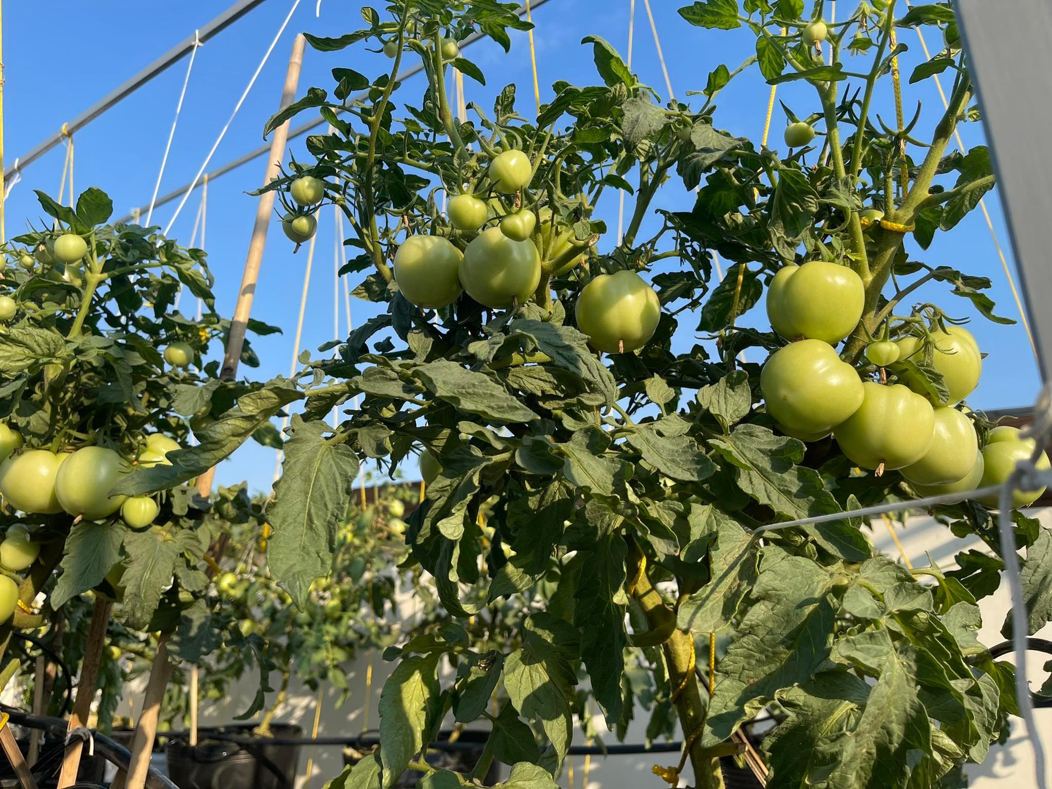 Vườn dưa đón Tết cho thu hoạch hơn một tạ của bà mẹ 3 con ở TPHCM - 10