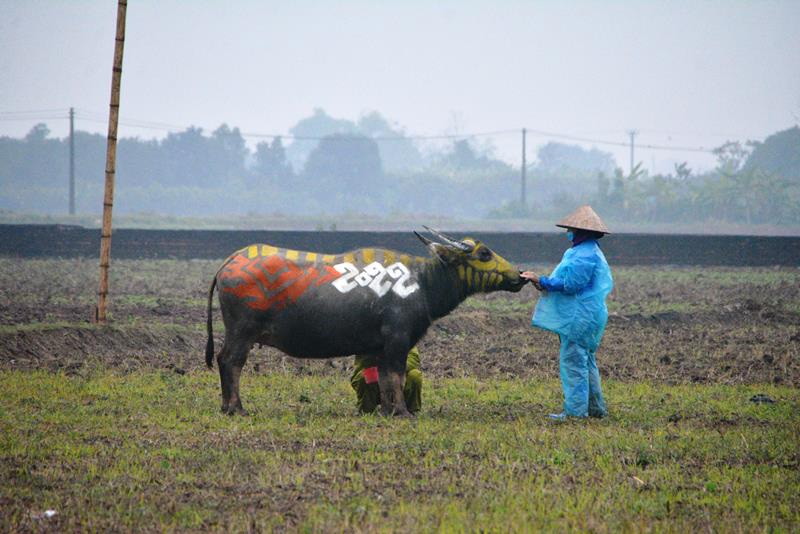 Trâu hóa hổ cho ngày lễ Tịch điền năm Dần - 2