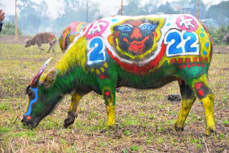 Trâu hóa hổ cho ngày lễ Tịch điền năm Dần - 12
