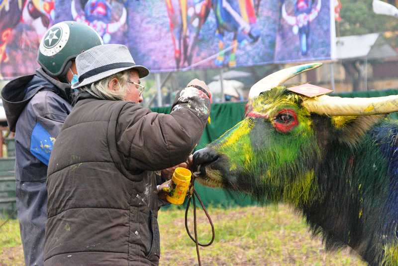 Trâu hóa hổ cho ngày lễ Tịch điền năm Dần - 9