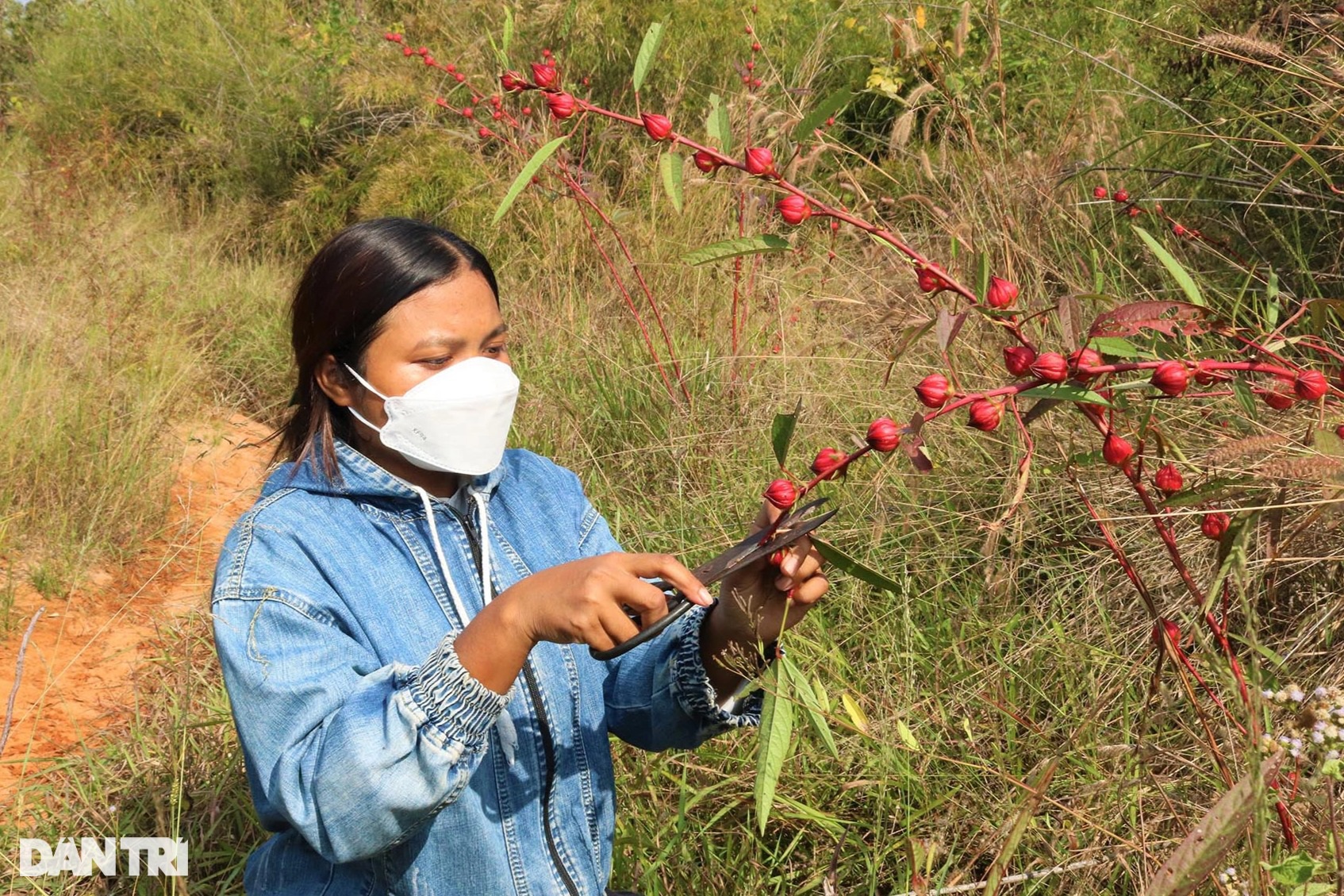 Đầu xuân lên rừng hái hoa atiso, bỏ túi hàng chục triệu đồng - 5