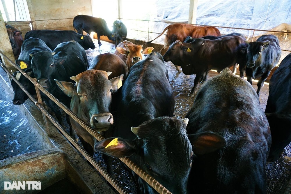 Người nông dân thu tiền tỷ mỗi năm nhờ nuôi giống bò siêu to - 2