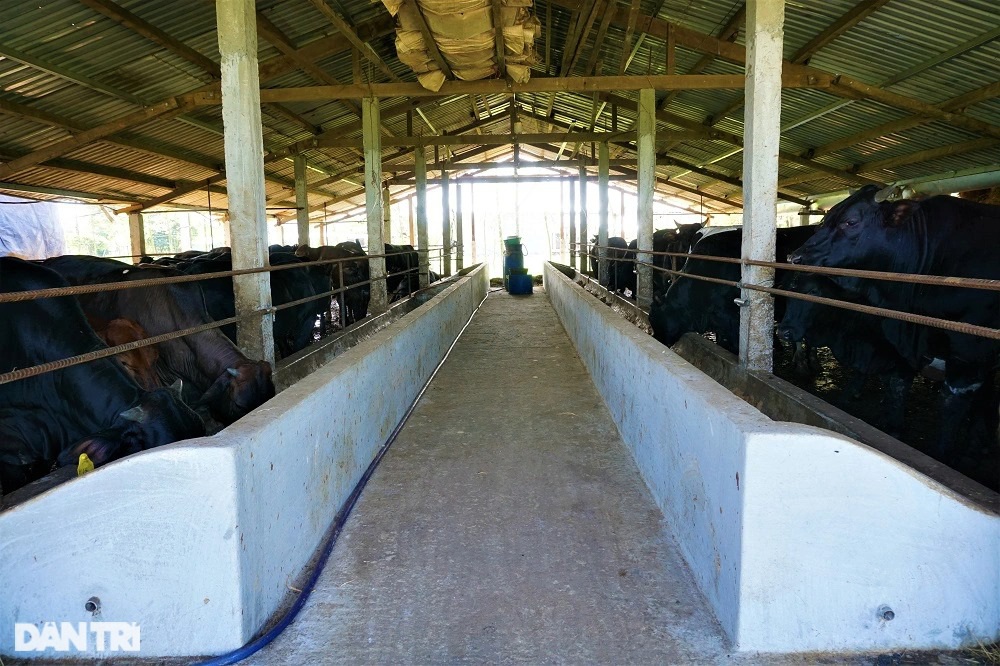 Người nông dân thu tiền tỷ mỗi năm nhờ nuôi giống bò siêu to - 4