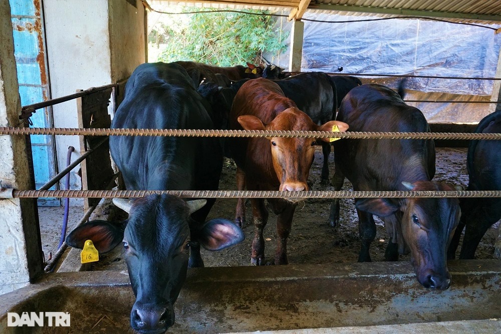 Người nông dân thu tiền tỷ mỗi năm nhờ nuôi giống bò siêu to - 5