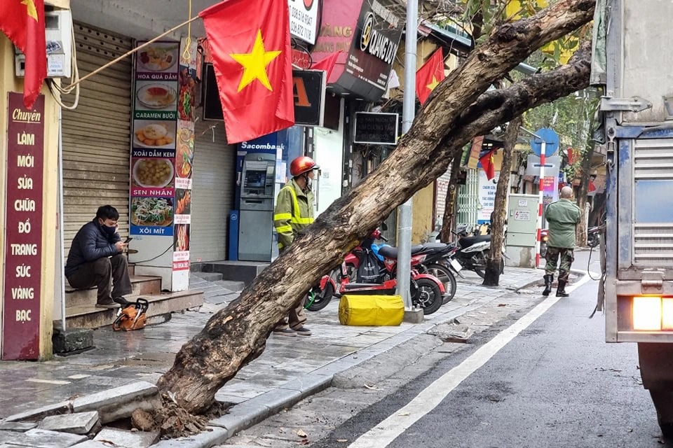 Cây trên phố cổ Hà Nội bật gốc đè trúng xe tải - 2