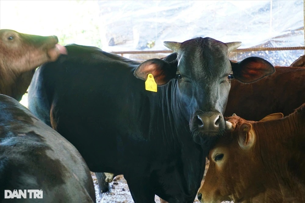 Người nông dân thu tiền tỷ mỗi năm nhờ nuôi giống bò siêu to - 3