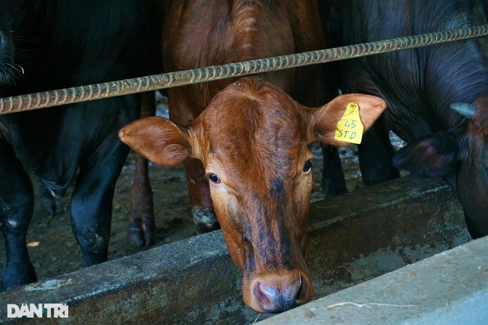 Người nông dân thu tiền tỷ mỗi năm nhờ nuôi giống bò siêu to - 6
