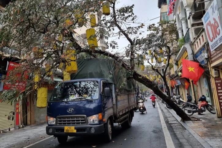 Cây trên phố cổ Hà Nội bật gốc đè trúng xe tải - 1