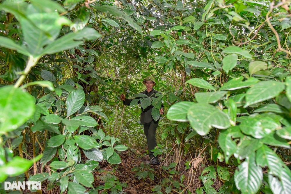 Chiêm ngưỡng rừng sến lớn nhất Đông Nam Á - 6