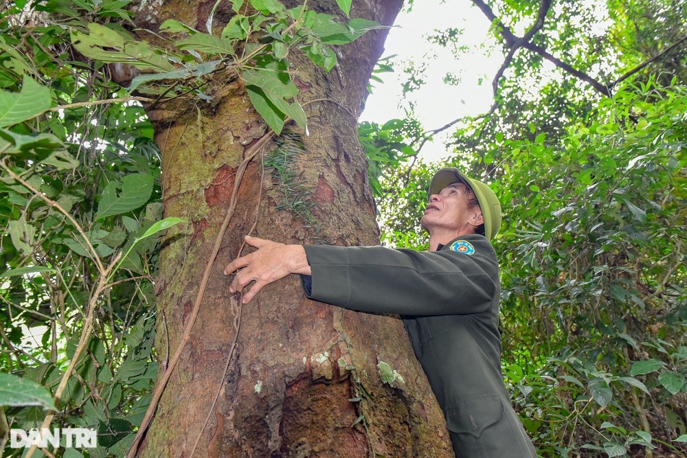 Chiêm ngưỡng rừng sến lớn nhất Đông Nam Á - 3