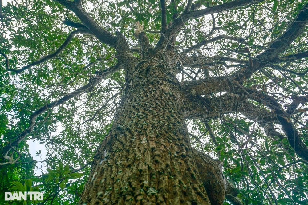 Chiêm ngưỡng rừng sến lớn nhất Đông Nam Á - 4