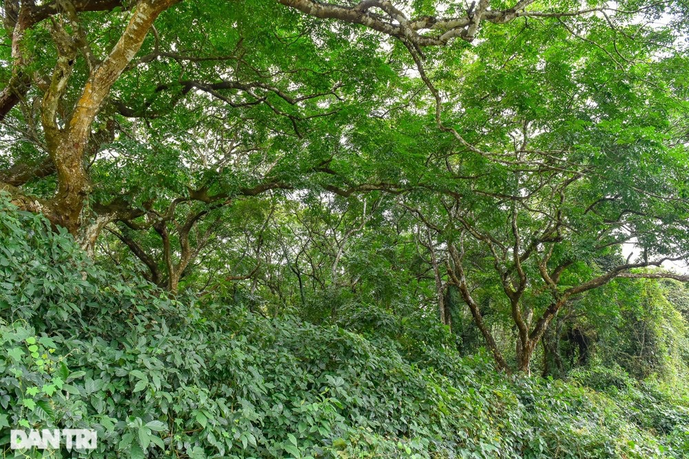 Chiêm ngưỡng rừng sến lớn nhất Đông Nam Á - 5