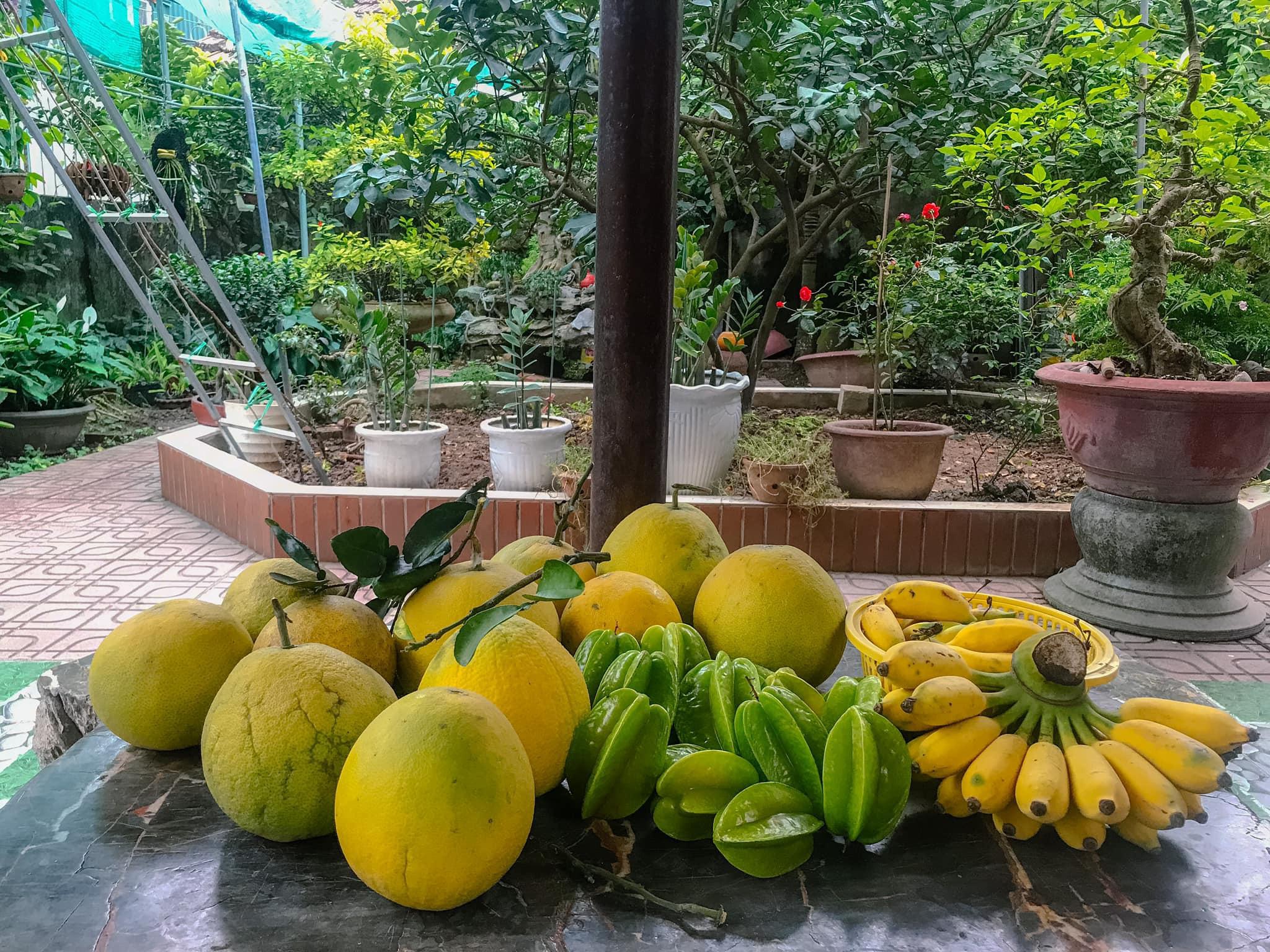 Khu vườn trong mơ với gần 40 loại rau quả sai trĩu trịt giữa lòng Hà Nội - 3