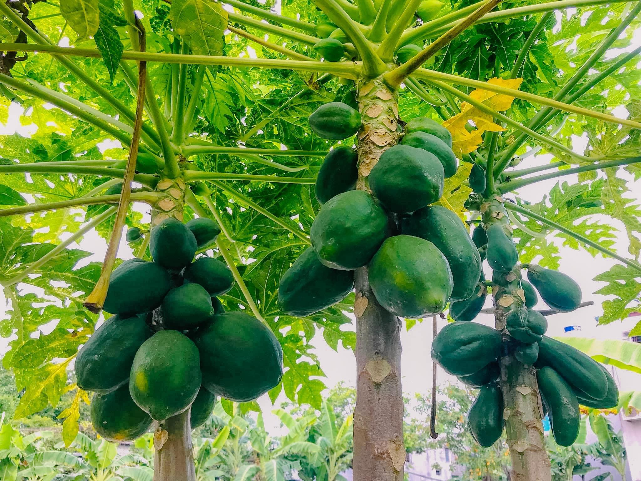 Khu vườn trong mơ với gần 40 loại rau quả sai trĩu trịt giữa lòng Hà Nội - 7