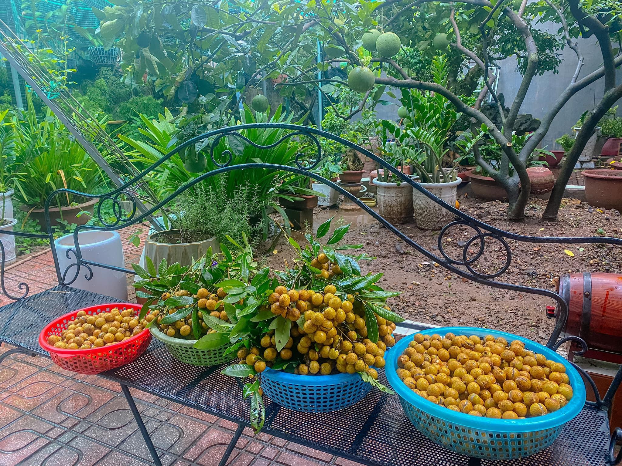 Khu vườn trong mơ với gần 40 loại rau quả sai trĩu trịt giữa lòng Hà Nội - 8