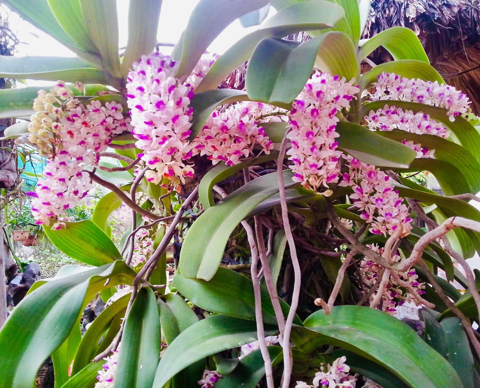 Khu vườn trong mơ với gần 40 loại rau quả sai trĩu trịt giữa lòng Hà Nội - 9