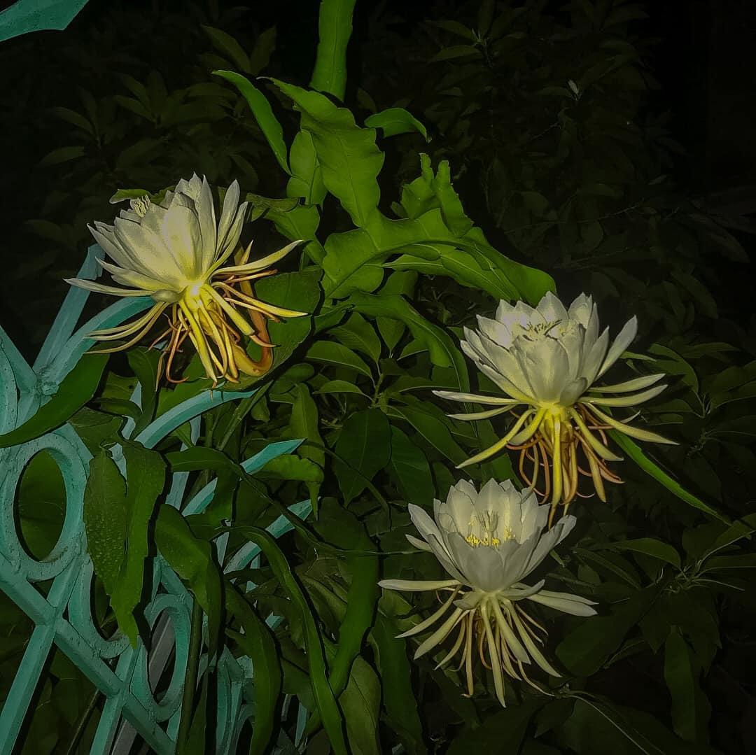 Khu vườn trong mơ với gần 40 loại rau quả sai trĩu trịt giữa lòng Hà Nội - 10