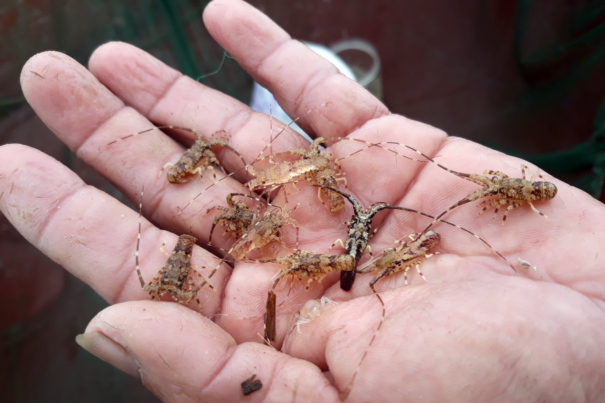 Săn loại tôm nhỏ bằng đầu đũa, bán 140 nghìn đồng mỗi con - 3