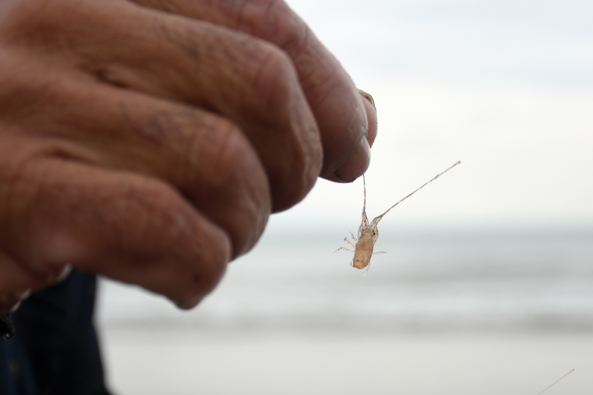 Săn loại tôm nhỏ bằng đầu đũa, bán 140 nghìn đồng mỗi con - 4